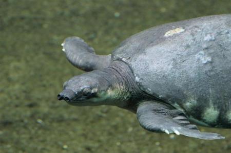 LA TORTUE A NEZ DE COCHON